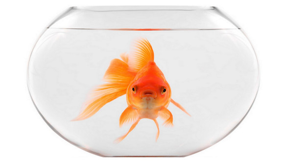 goldfish